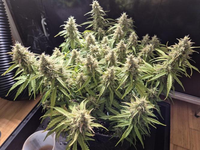 GTools Platinum Mimosa Cookies XL. Week 7