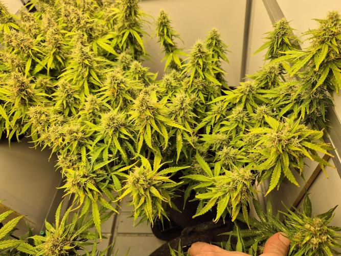 GTools Platinum Mimosa Cookies XL. Week 8