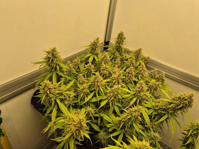 GTools Platinum Mimosa Cookies XL. Week 8