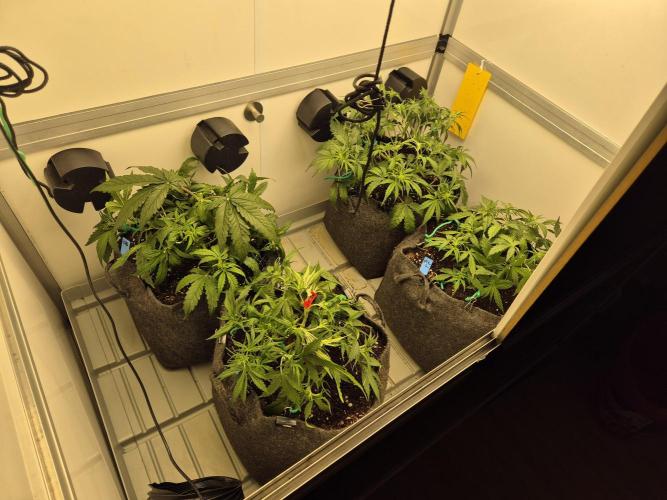 GTools Orange bud auto. Week 4