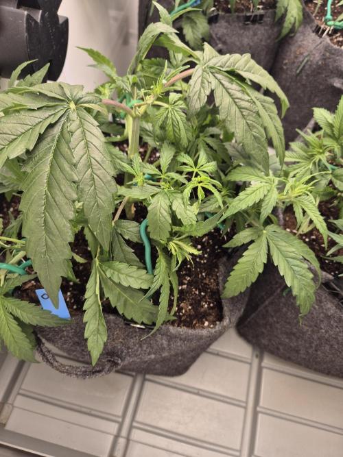 GTools Orange bud auto. Week 4