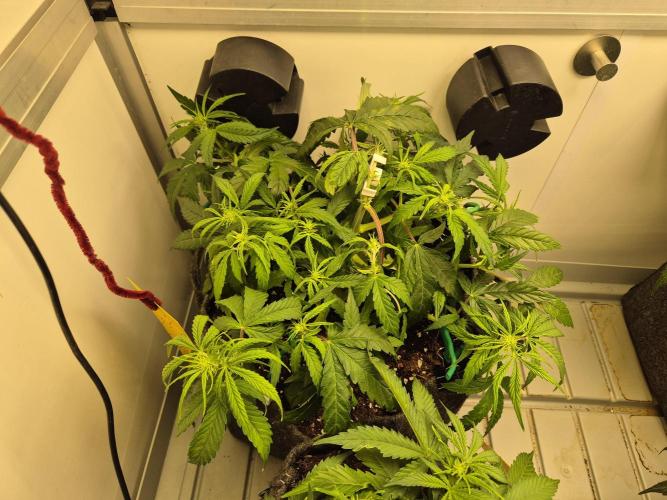 GTools Orange bud auto. Week 4