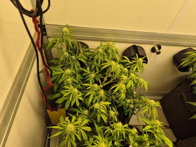 GTools Orange bud auto. Week 5