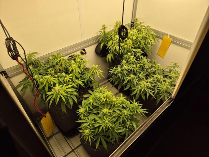 GTools Orange bud auto. Week 5