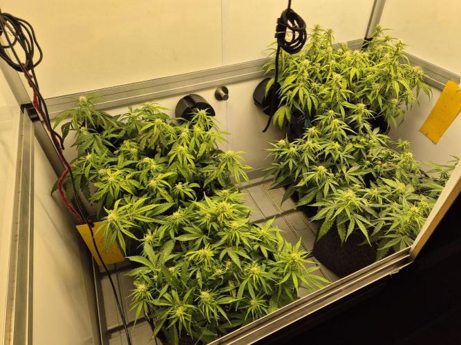 GTools Orange bud auto. Week 5