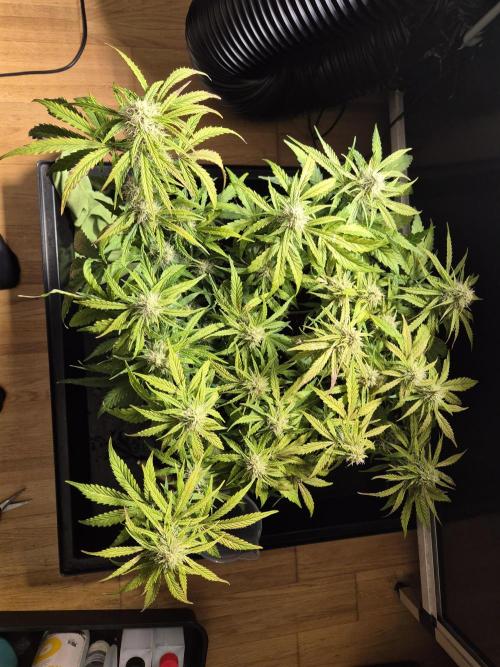 GTools Orange bud auto. Week 6