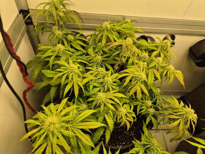 GTools Orange bud auto. Week 6