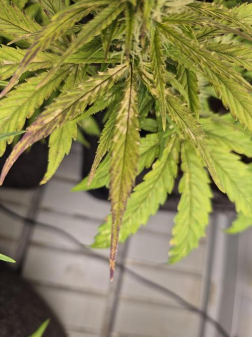 GTools Orange bud auto. Week 6