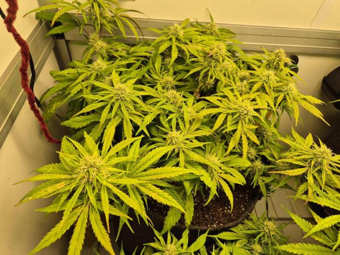 GTools Orange bud auto. Week 6