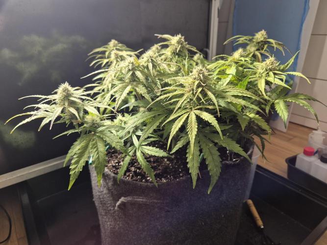 GTools Orange bud auto. Week 6