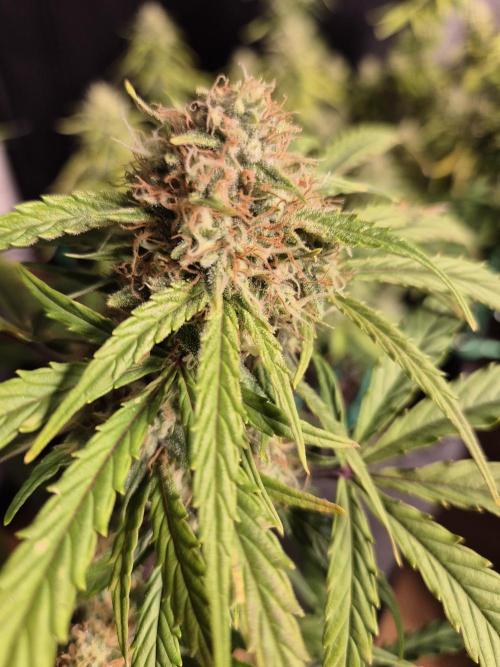 GTools Orange bud auto. Week 7