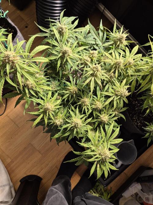 GTools Orange bud auto. Week 7