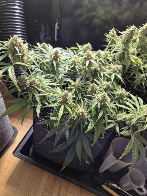 GTools Orange bud auto. Week 7