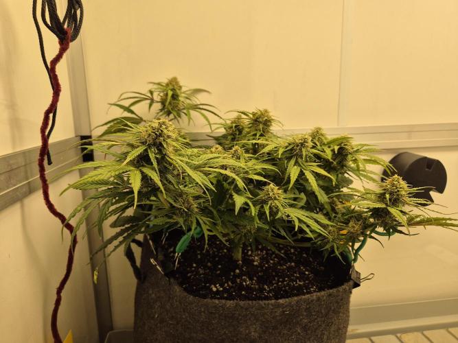 GTools Orange bud auto. Week 7