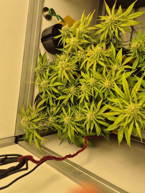 GTools Orange bud auto. Week 7