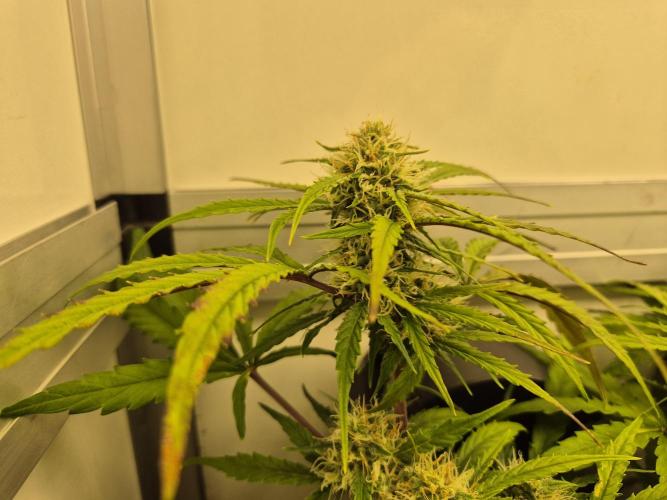 GTools Orange bud auto. Week 7