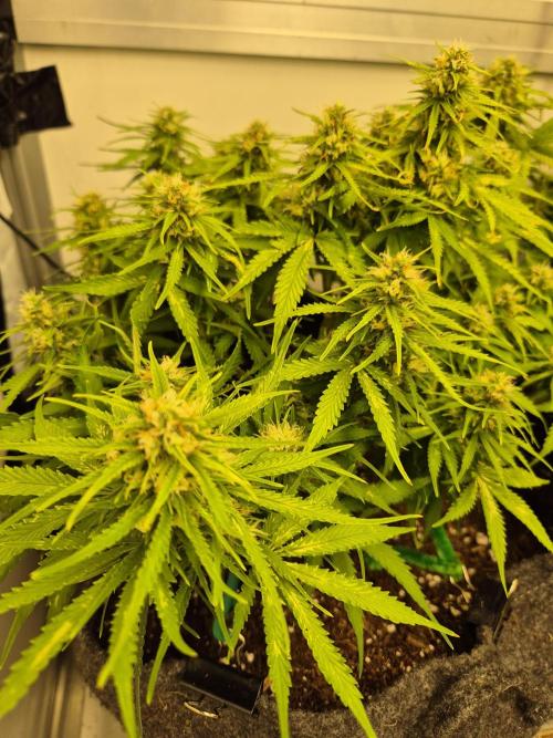 GTools Orange bud auto. Week 7