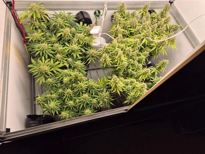 GTools Orange bud auto. Week 8