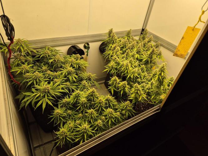 GTools Orange bud auto. Week 8