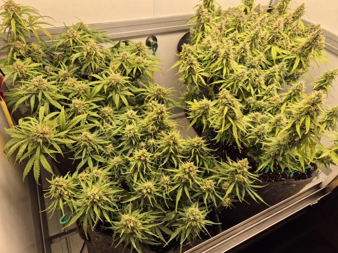 GTools Orange bud auto. Week 8