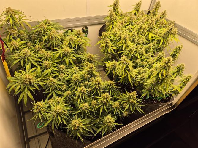 GTools Orange bud auto. Week 8