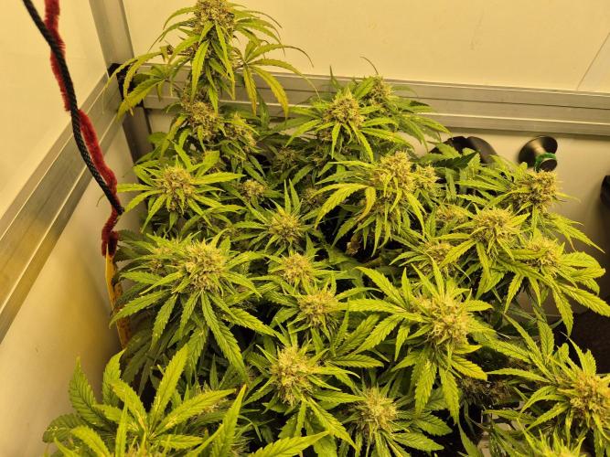 GTools Orange bud auto. Week 8