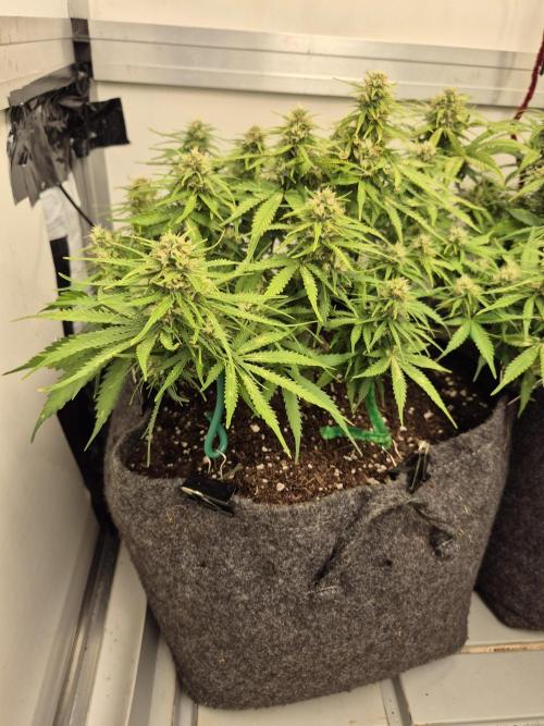 GTools Strawberry banana. Week 7