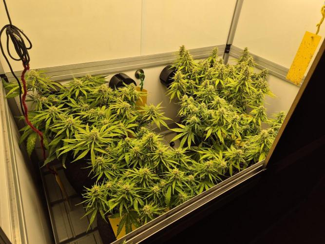 GTools Strawberry banana. Week 7