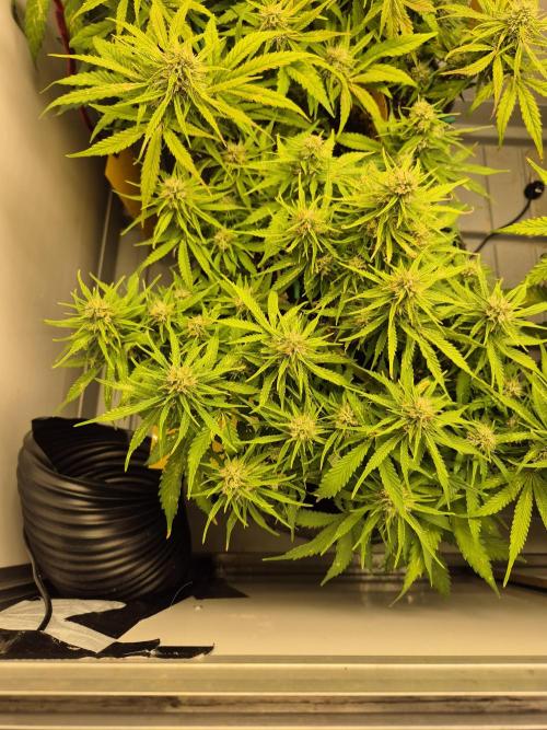 GTools Strawberry banana. Week 7