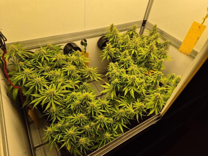 GTools Strawberry banana. Week 7