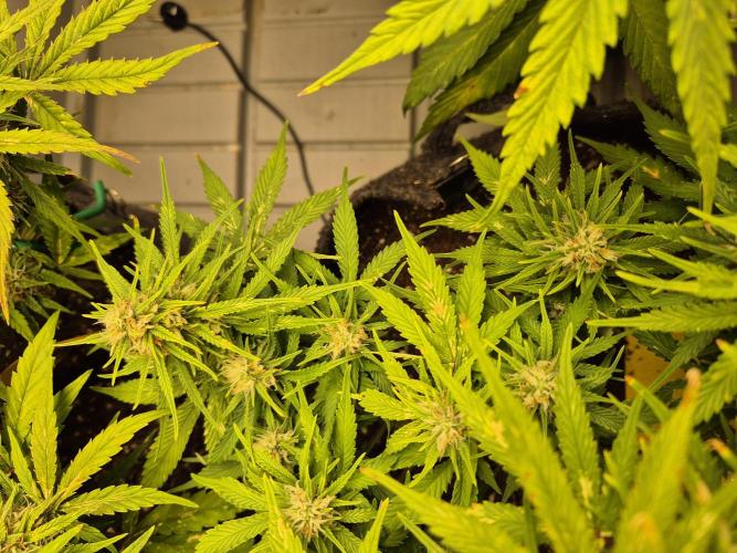 GTools Strawberry banana. Week 7