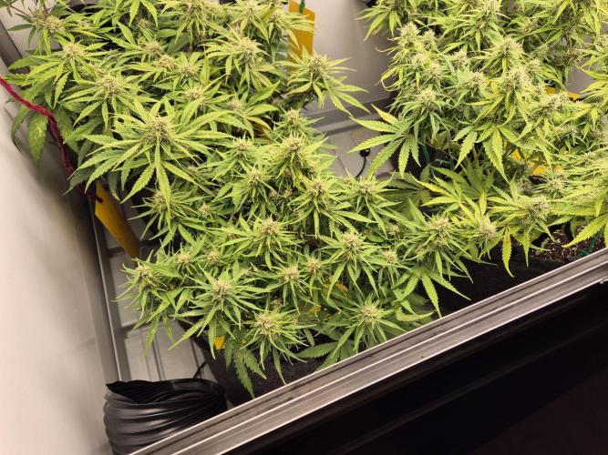 GTools Strawberry banana. Week 7