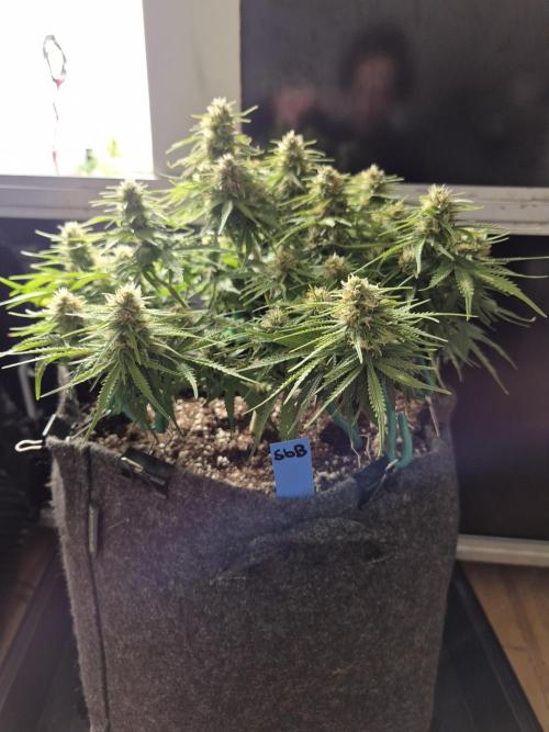GTools Strawberry banana. Week 7
