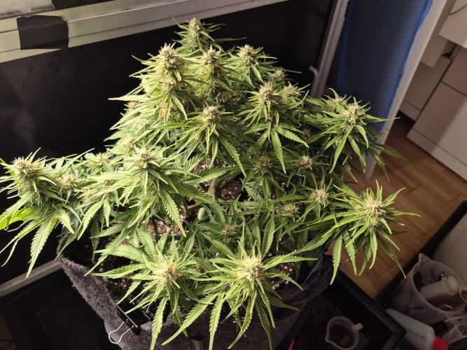 GTools Strawberry banana. Week 7
