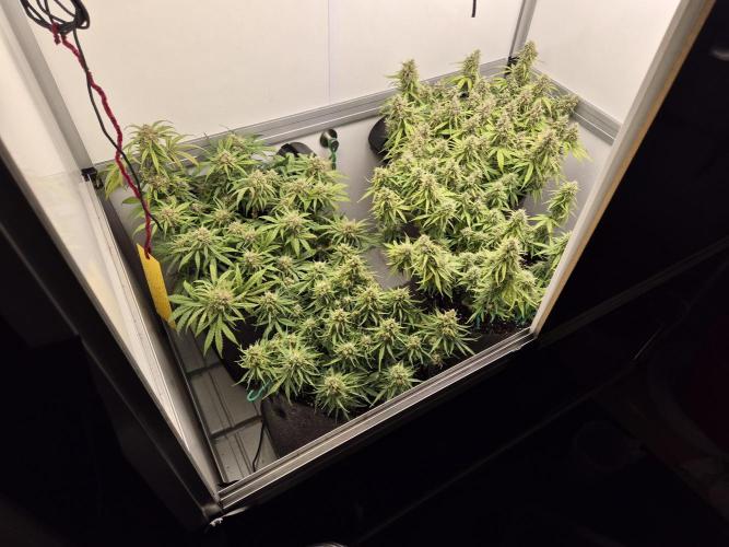 GTools Strawberry banana. Week 8