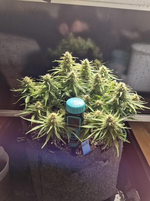 GTools Strawberry banana. Week 8