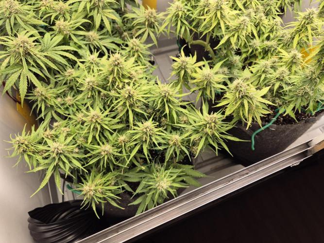 GTools Strawberry banana. Week 8