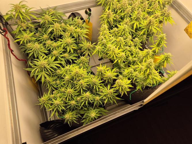 GTools Strawberry banana. Week 8