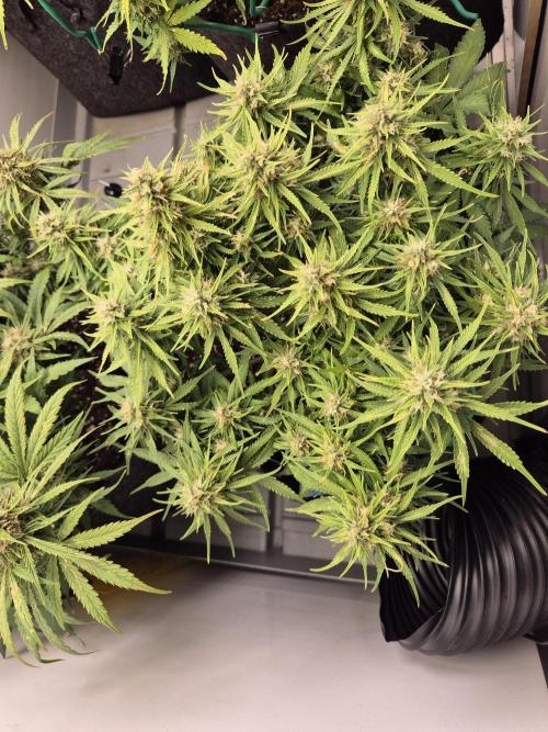 GTools Strawberry banana. Week 8