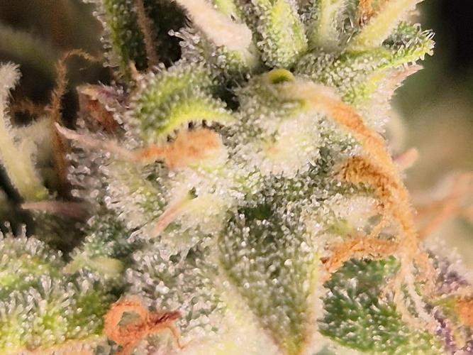 GTools Platinum Mimosa Cookies XL. Week 9