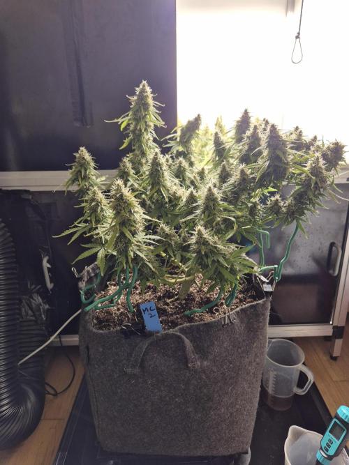 GTools Platinum Mimosa Cookies XL. Week 9