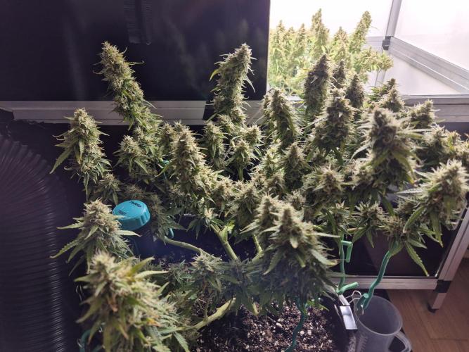 GTools Platinum Mimosa Cookies XL. Week 9