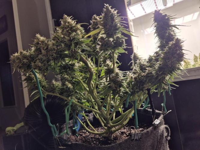 GTools Platinum Mimosa Cookies XL. Week 9