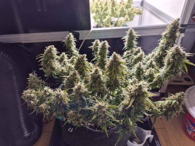 GTools Platinum Mimosa Cookies XL. Week 9