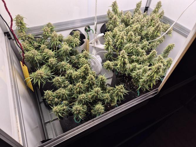 GTools Platinum Mimosa Cookies XL. Week 9