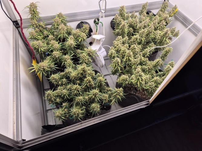 GTools Platinum Mimosa Cookies XL. Week 9