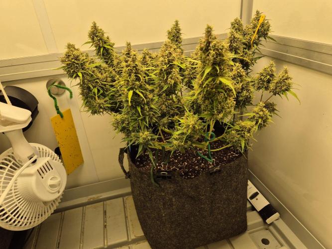 GTools Platinum Mimosa Cookies XL. Week 9