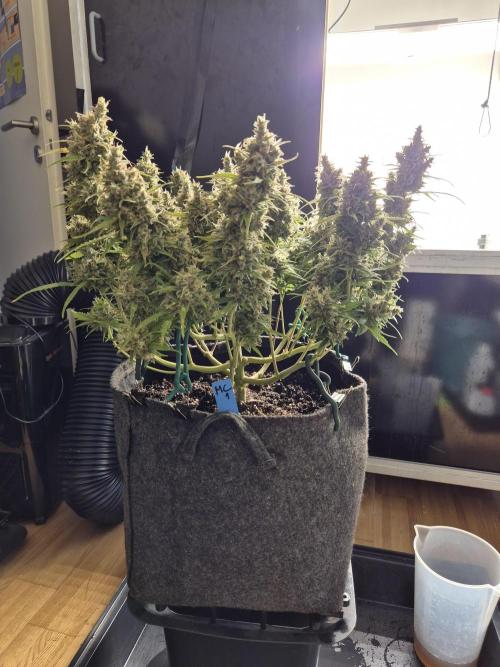 GTools Platinum Mimosa Cookies XL. Week 9