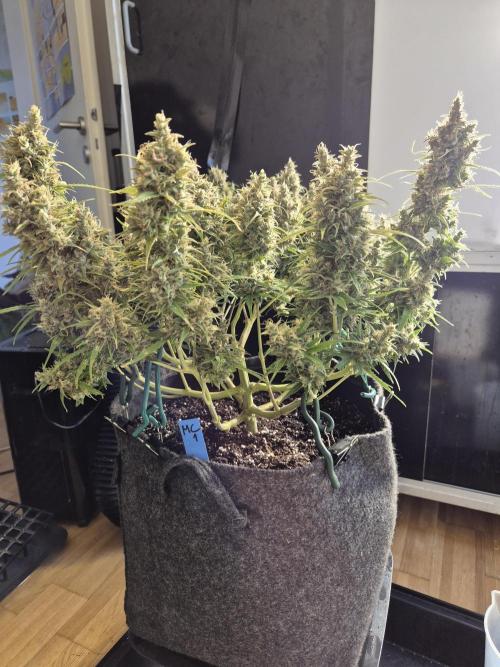 GTools Platinum Mimosa Cookies XL. Week 9