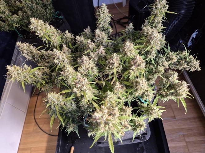 GTools Platinum Mimosa Cookies XL. Week 9